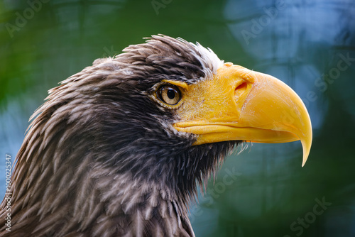 close portrait od stellers sea eagle (pacific sea eagle) 