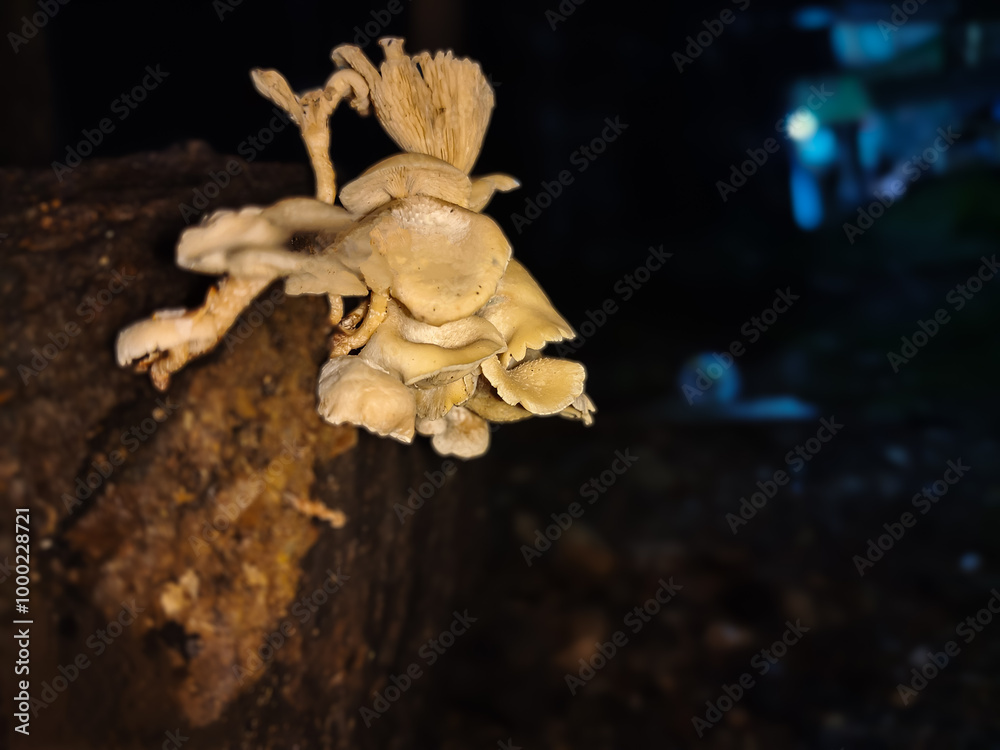 mushroom growing on dry fallen tree trunk on dark background mushroom growing on dry fallen tree trunk on dark background