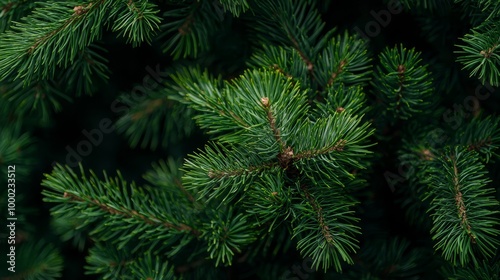  A tight shot of pine tree needles, with a softly blurred backdrop of more needles