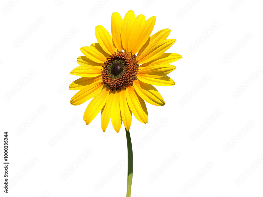 Fototapeta premium Helianthus annuus