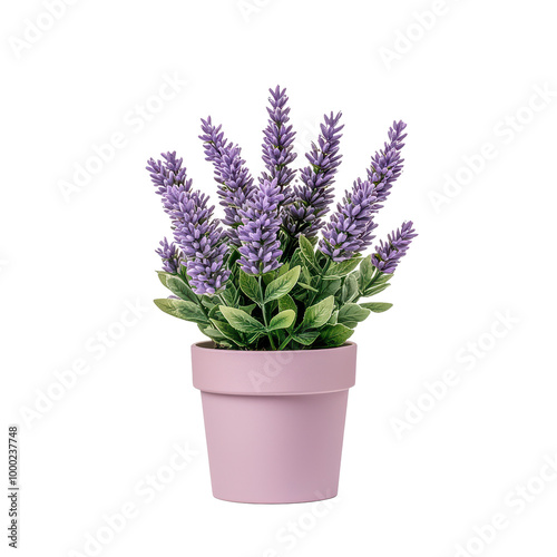 Purple lavender plant in a pastel pink pot isolated on transparent background.