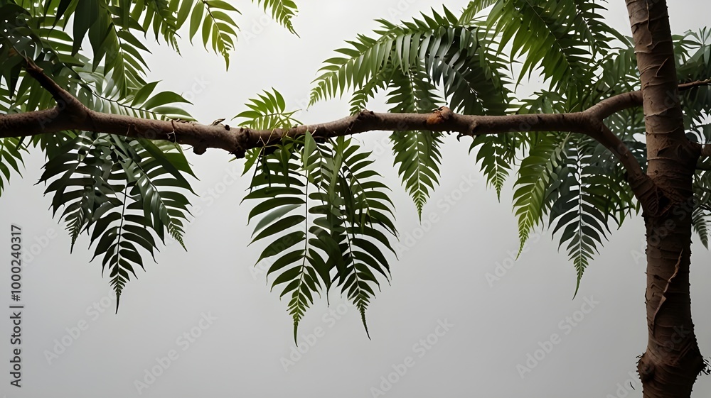 Fototapeta premium Image of a twisted jungle branch with a plant growing. white background.