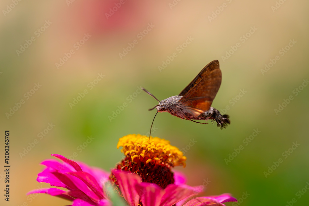 Hummingbird hawk moth - Macroglossum stellatarum - sucks nectar from pink flower with its proboscis Hummingbird hawk moth - Macroglossum stellatarum - sucks nectar from pink flower with its proboscis