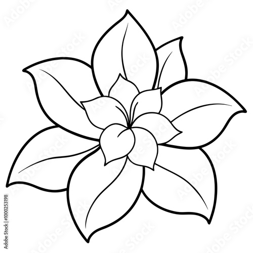  jasmine flower on white