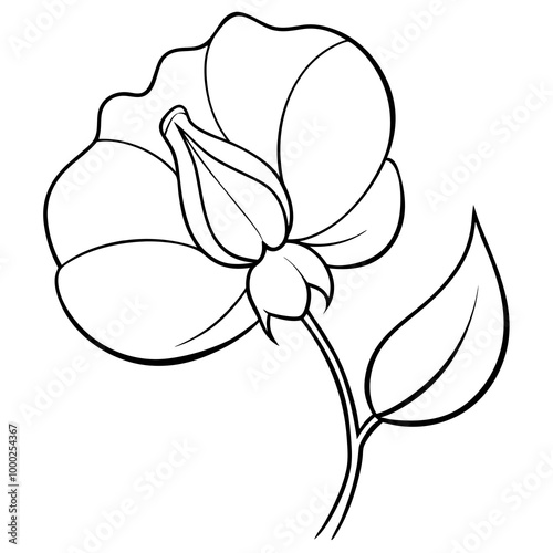  Sweet pea flower