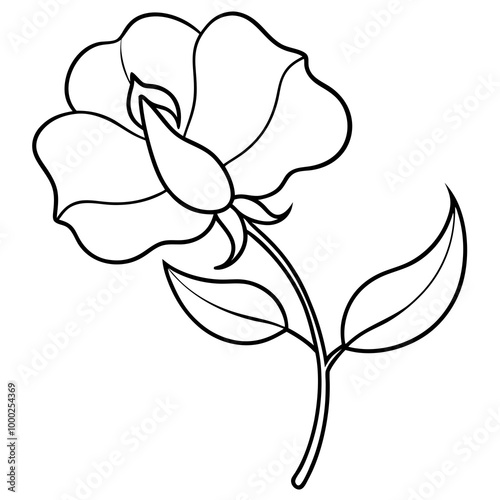  Sweet pea flower