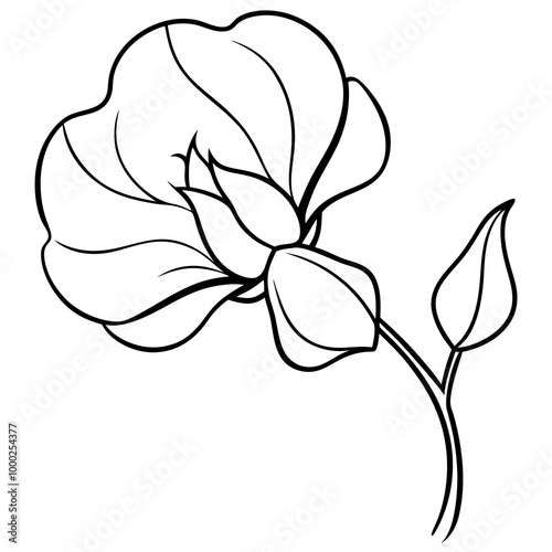  Sweet pea flower