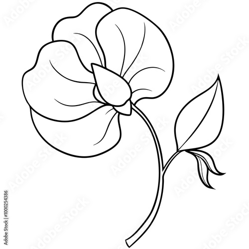  Sweet pea flower