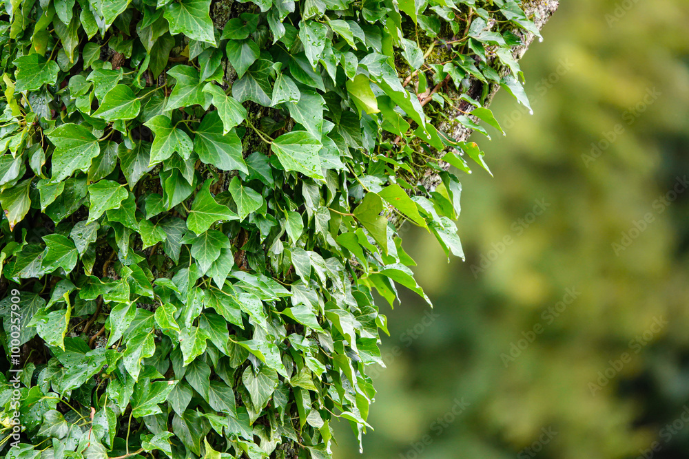 CLOSE UP, DOF: Detailed shot of the lush green ivy climbing up a tree covered in autumn morning dew. Refreshing droplets of water gather on the beautiful green ivy leaves growing on an old tree.