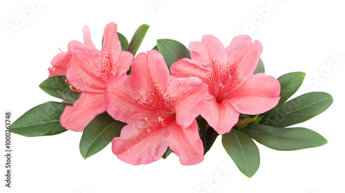 Pink Azalea Flowers with Green Leaves.