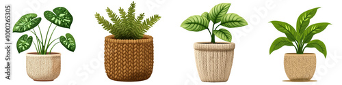 Indoor plants in decorative pots, white isolate background