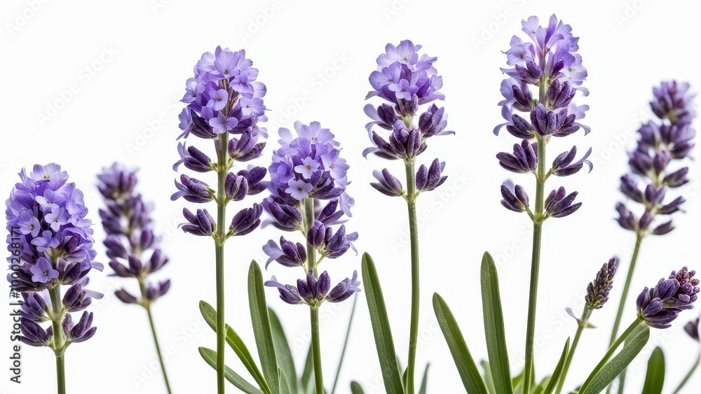 Obraz premium A close-up of lavender flowers showcasing their vibrant purple hues and green foliage.