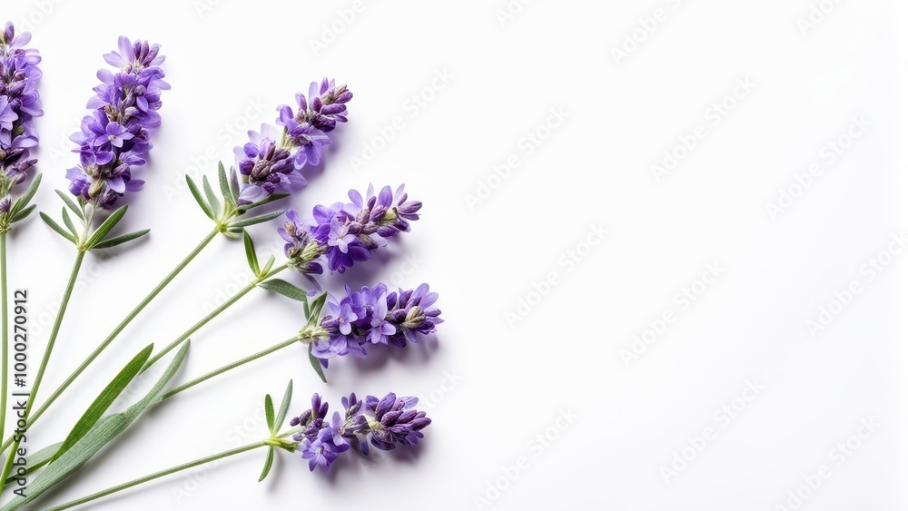 Obraz premium A cluster of lavender flowers arranged artistically on a white background.