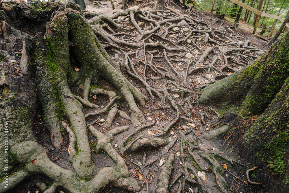 Close-up of exposed tree roots on a forest floor, intertwined and covered with moss, showcasing the rugged natural landscape of Bavaria.. Close-up of exposed tree roots on a forest floor, intertwined and covered with moss, showcasing the rugged natural landscape of Bavaria..