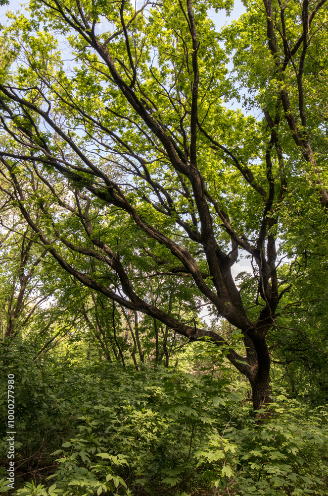 A beautiful spring forest. Young trees with green leaves. Landscape A beautiful spring forest. Young trees with green leaves. Landscape