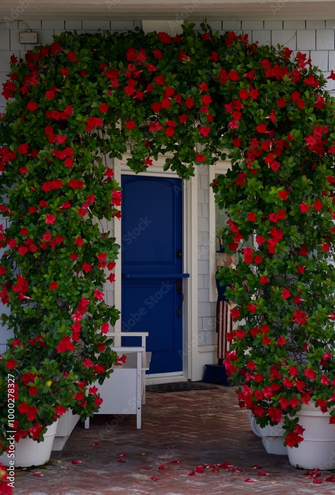 flowering vine covered trellis at the charming beach cottage flowering vine covered trellis at the charming beach cottage