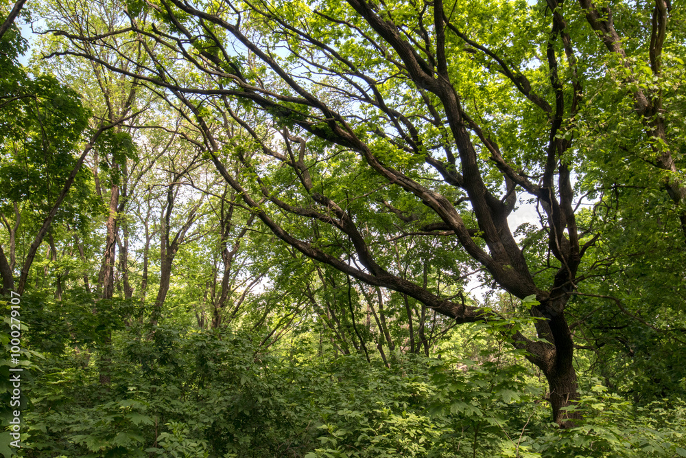 A beautiful spring forest. Young trees with green leaves. Landscape A beautiful spring forest. Young trees with green leaves. Landscape