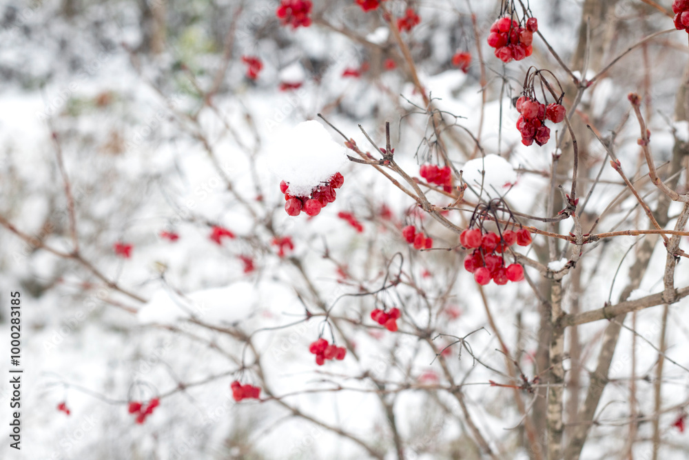 Red calamus berries on a winter tree. Beautiful winter background with snow and red color Red calamus berries on a winter tree. Beautiful winter background with snow and red color