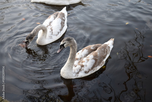 Cisnes photo