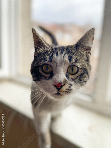 Wallpaper Mural Curious cat stands on a windowsill. Soft light, expressive face and brings focus to its attentive posture. Funny pet concept Torontodigital.ca