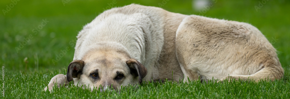 Obraz premium The dog is lying on the green lawn in the park