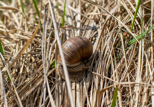 Snail crawls in dried grass