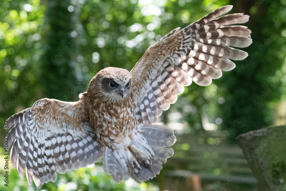 Fototapeta premium Boobook Owl in Flight