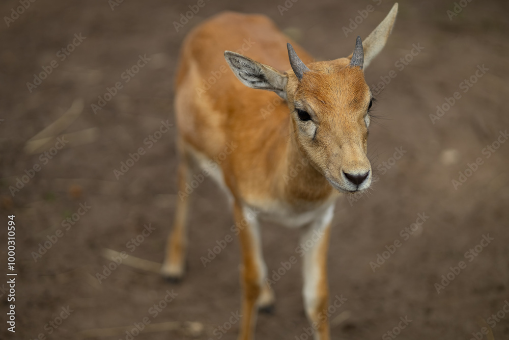 Obraz premium Young antelope standing on natural ground in the wild, gazing into the distance. Concept of wildlife, nature conservation, and animal habitats