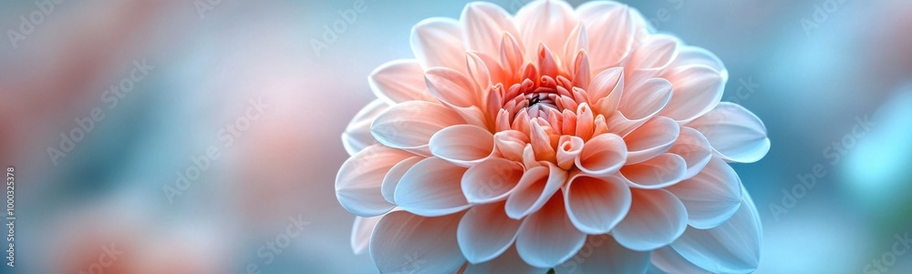 Close up of a flower with a blurry background Close up of a flower with a blurry background