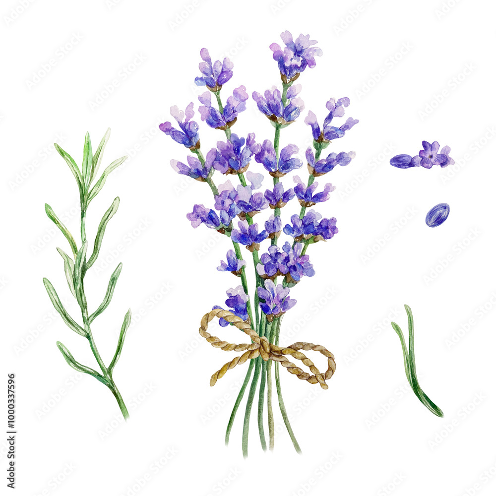 Obraz premium Lavender flowers, bouquet, leaves. Hand drawn watercolor illustration isolated on white. For design of cosmetic collections, cards, labels, posters, invitations to salons.