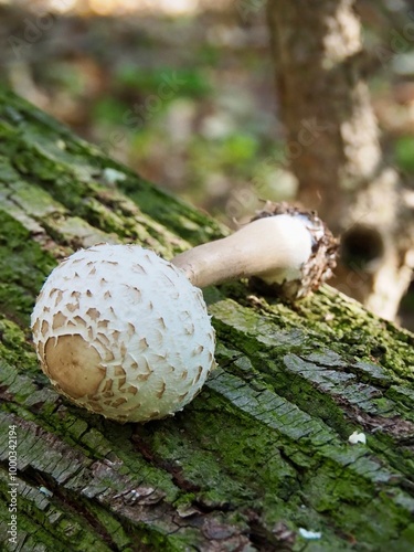 mushroom in the forest - shaggy parasol on a tree
