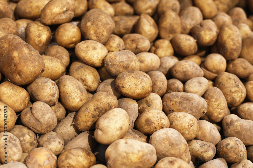Potato pile texture. Stacked potatoes background from farm harvest. Fresh organic potatoes in bulk. Agricultural produce with natural texture. Food farming industry. Potato pile texture. Stacked potatoes background from farm harvest. Fresh organic potatoes in bulk. Agricultural produce with natural texture. Food farming industry.
