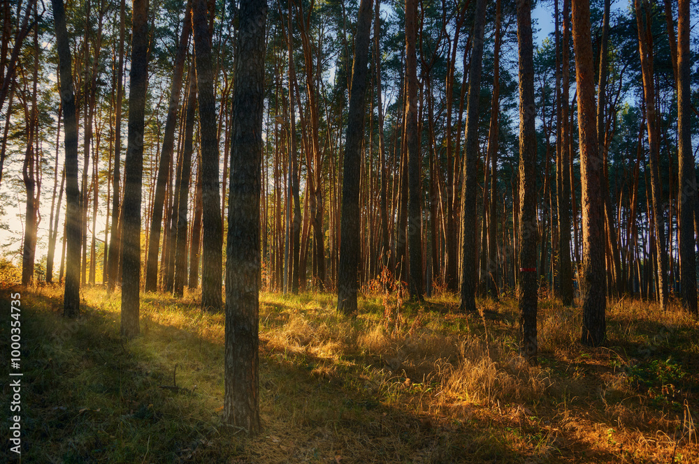 Pine grove on an autumn evening, slender tree trunks, warm rays of the sun, beautiful autumn landscape Pine grove on an autumn evening, slender tree trunks, warm rays of the sun, beautiful autumn landscape