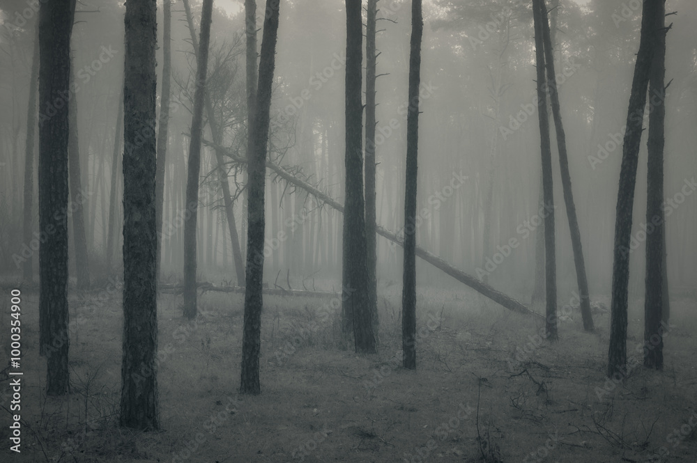 Naklejka premium It is a foggy morning in the pine forest, slender trees are shrouded in haze, one tree has fallen, a mysterious and fabulous setting
