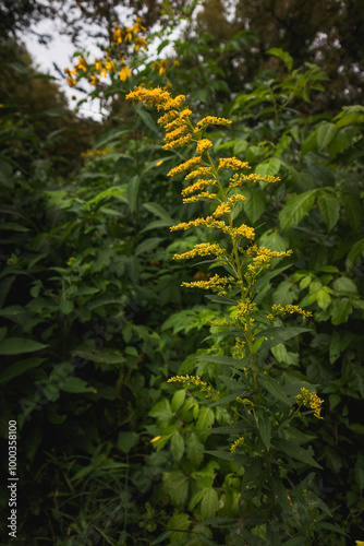 yellow plant in the forest 