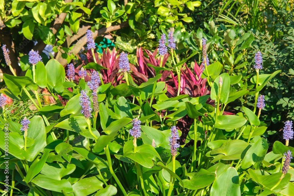 Blooming Pickerel Weed rush with lilac violet flowers, Pontederia Cordata, in landscaped garden pond with various decorative aquatic plants. Aquatic perennial herb with creeping rhizomes. Blooming Pickerel Weed rush with lilac violet flowers, Pontederia Cordata, in landscaped garden pond with various decorative aquatic plants. Aquatic perennial herb with creeping rhizomes.