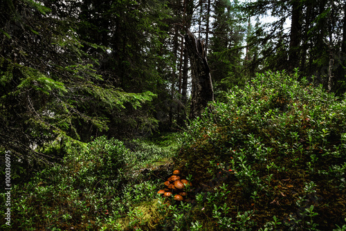 The mossy forest floor in the nature of Dalarna, Sweden reveals an anthill with deadly Galerina marginata fungi and blueberry bushes thriving ecosystem in the pine forest's serene Summer setting. photo