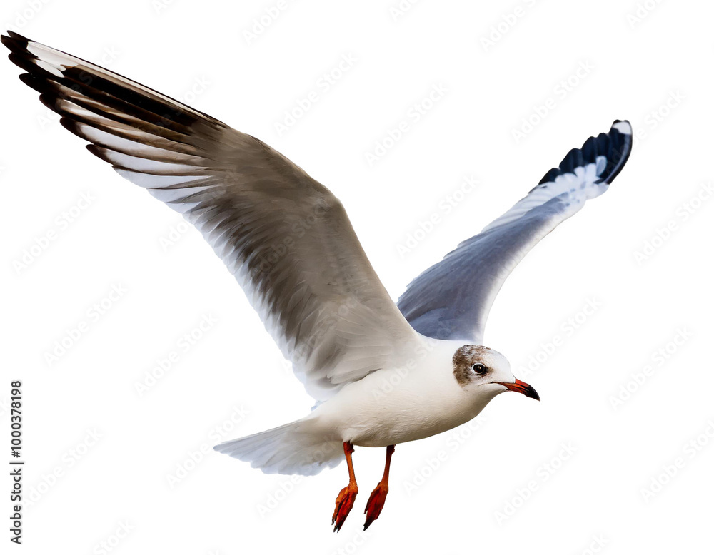 Fototapeta premium fliegende Möwe isoliert auf weißen Hintergrund, Freisteller 