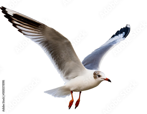fliegende Möwe isoliert auf weißen Hintergrund, Freisteller  photo