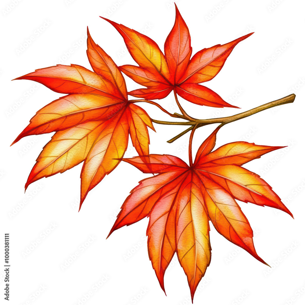Vibrant autumn maple leaves, beautifully colored in shades of orange and red isolated on transparent background. Vibrant autumn maple leaves, beautifully colored in shades of orange and red isolated on transparent background.