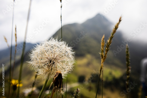 field of dandelions