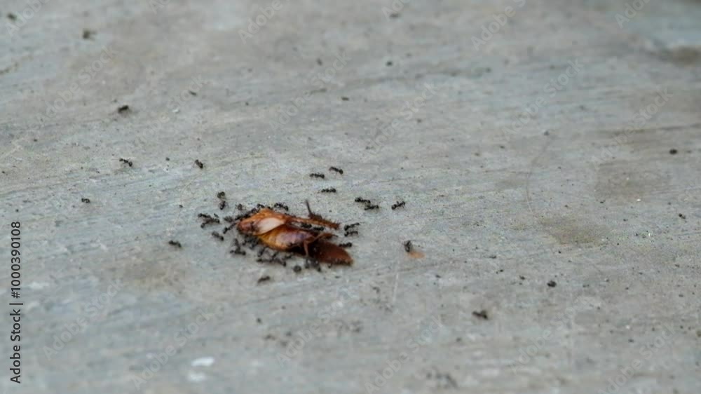 A group of black ants eat a dead cockroach. Dead cockroaches become food for ants. Ants come and go. Footage 4K,60Fps A group of black ants eat a dead cockroach. Dead cockroaches become food for ants. Ants come and go. Footage 4K,60Fps
