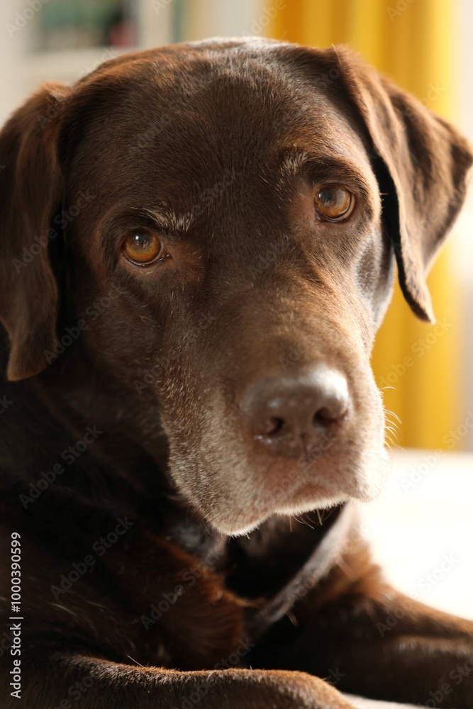 cute chocolate Labrador Retriever is lying on bed and resting. close-up of pet sleeping on couch. purebred puppy in a cozy house without owner seems to be very pleased with himself. Sad retriever cute chocolate Labrador Retriever is lying on bed and resting. close-up of pet sleeping on couch. purebred puppy in a cozy house without owner seems to be very pleased with himself. Sad retriever