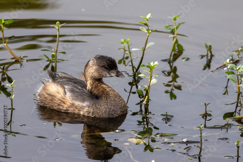 Pied billed grebe in florida marsh photo