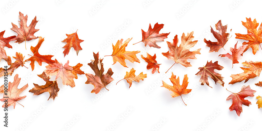 Assorted Autumn Leaves Isolated on White Assorted Autumn Leaves Isolated on White