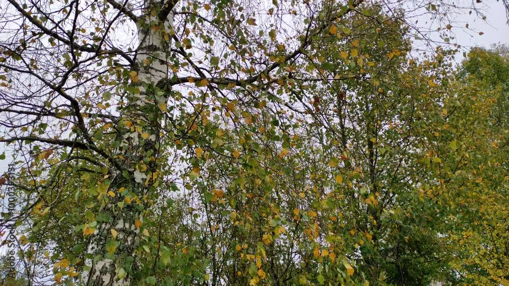 Yellow and green birch leaves, autumn (1) 4K 30 FPS Yellow and green birch leaves, autumn (1) 4K 30 FPS