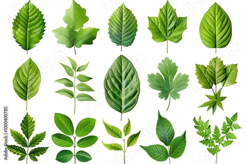 Vector illustration of various green leaf icons isolated on a white background, featuring detailed and diverse leaf shapes ideal for botanical designs and eco-friendly projects.