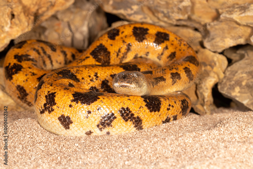 Fototapeta premium super Mojave Sand Boa snake