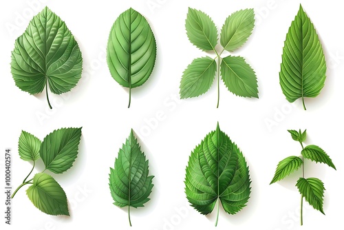 Vector illustration of various green leaf icons isolated on a white background, featuring detailed and diverse leaf shapes ideal for botanical designs and eco-friendly projects.