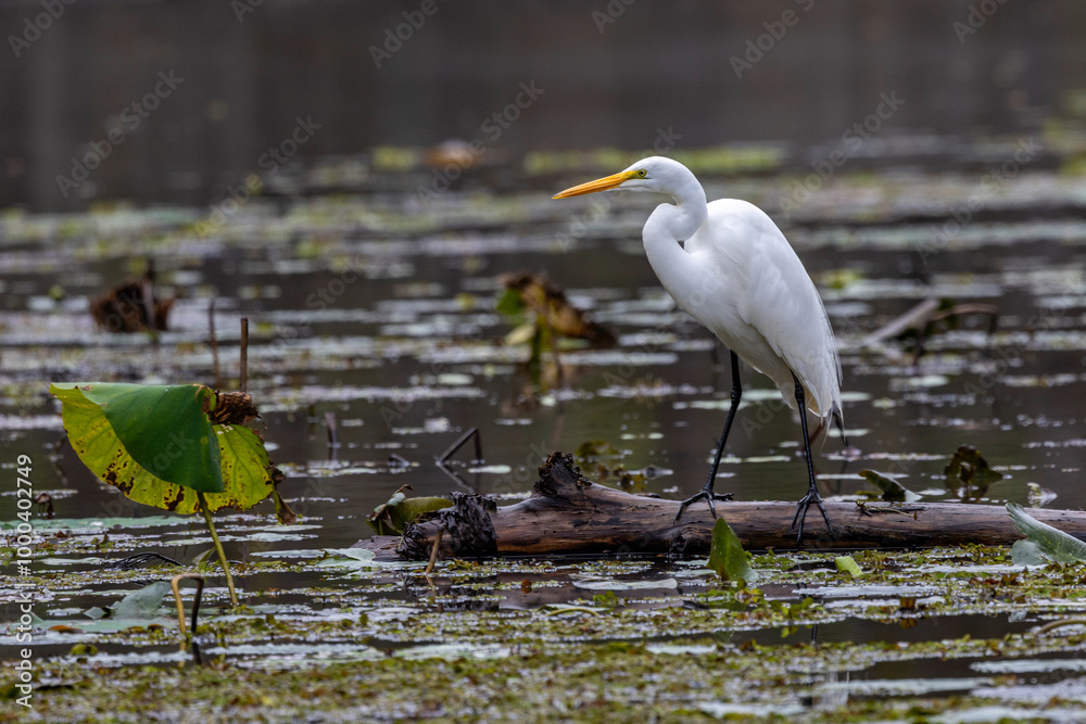 Obraz premium Great white egret in enviornment